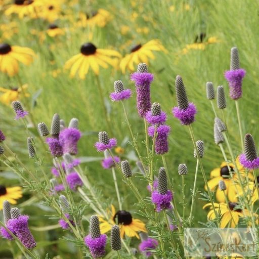Dalea purpurea - préri lóhere