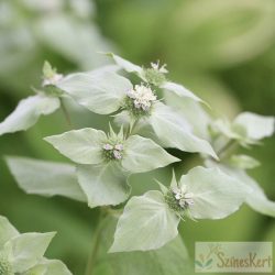 Pycnanthemum muticum - hegyimenta