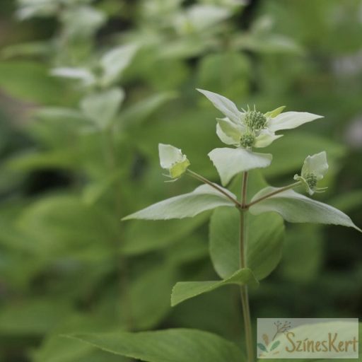 Pycnanthemum muticum - hegyimenta