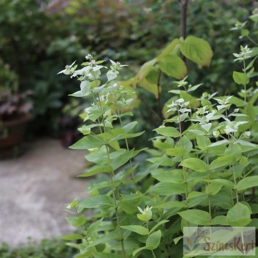 Pycnanthemum muticum - hegyimenta