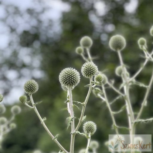 Echinops sphaerocephalus - fehér szamárkenyér