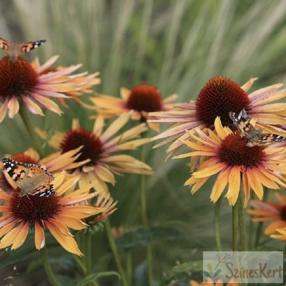 Echinacea 'Big Kahuna' - kasvirág