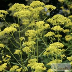 Patrinia scabiosifolia - aranycsipke