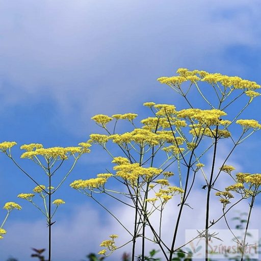 Patrinia scabiosifolia - aranycsipke