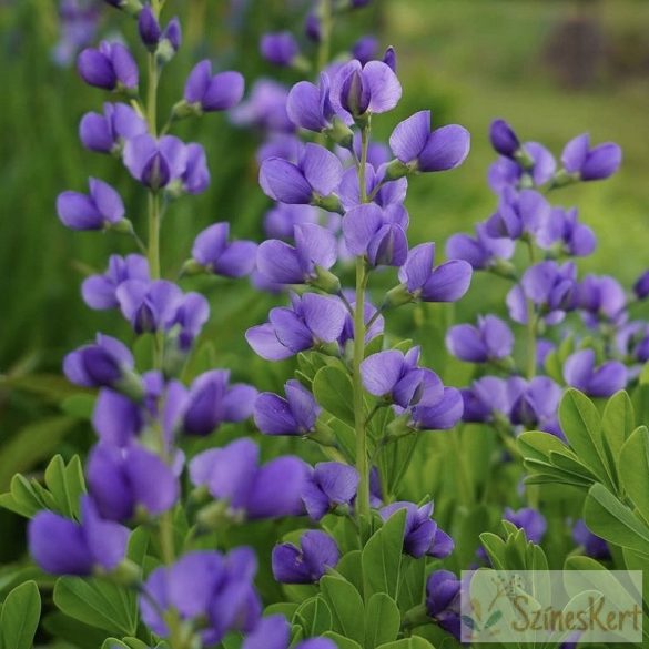 Baptisia australis - déli borsófürt