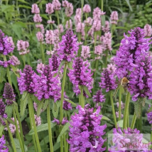 Betonica hirsuta 'Rosea' - rózsaszín nagyvirágú tisztesfű