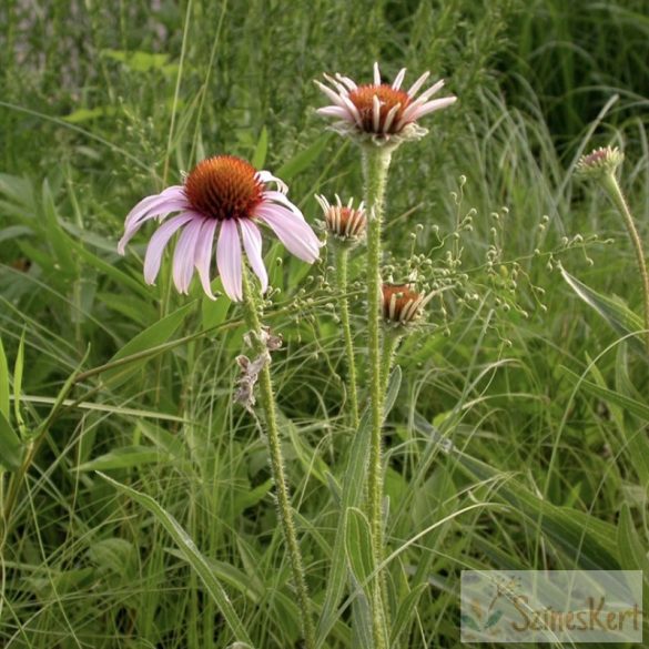 Echinacea angustifolia - keskenylevelű kasvirág