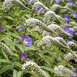 Lysimachia clethroides - hattyúnyakú lizinka