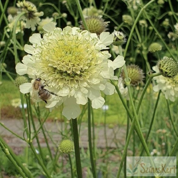 Cephalaria gigantea - óriás fejvirág