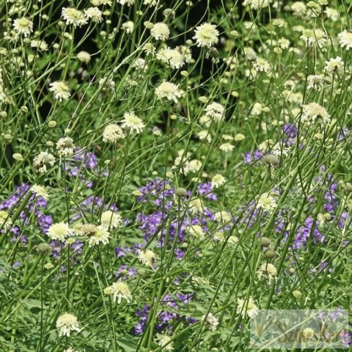 Cephalaria gigantea - óriás fejvirág
