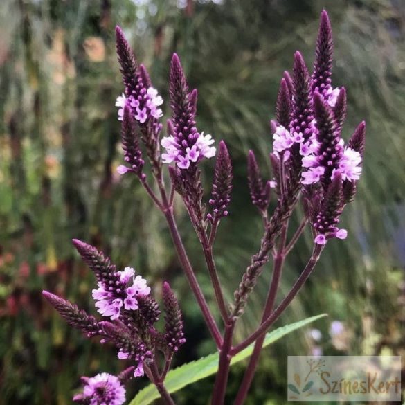 Verbena hastata 'Rosea' - dúsvirágú vasfű