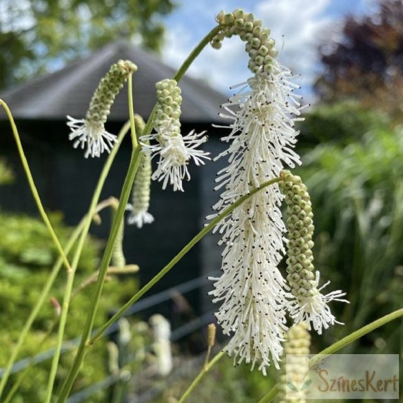 Sanguisorba tenuifolia 'Alba' - keskenylevelű vérfű