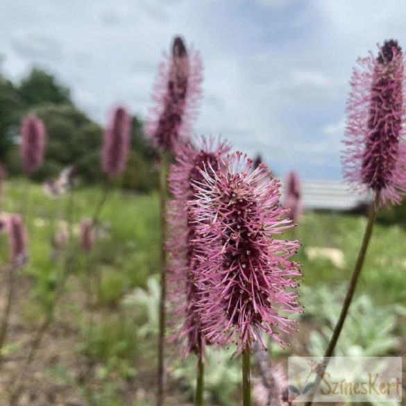 Sanguisorba menziesii 'Wake Up' - vérfű