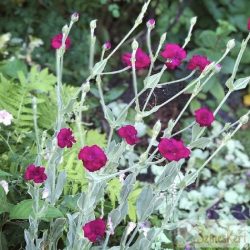   Lychnis coronaria 'Gardeners World' - ezüstös kakukkszegfű