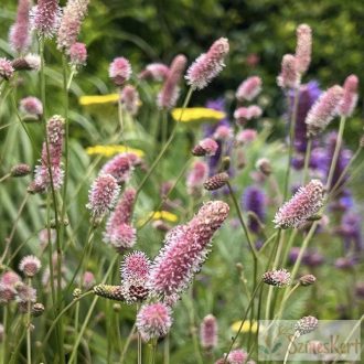  Sanguisorba officinalis 'Pink Tanna' - őszi vérfű