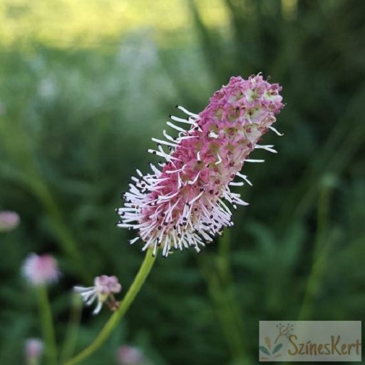 Sanguisorba officinalis 'Pink Tanna' - őszi vérfű