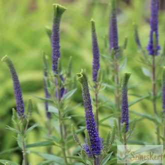  Veronica longifolia 'Christa' - hosszúlevelű veronika