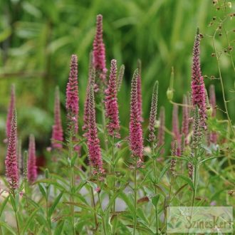   Veronica spicata 'Rotfuchs' - macskafarkú veronika