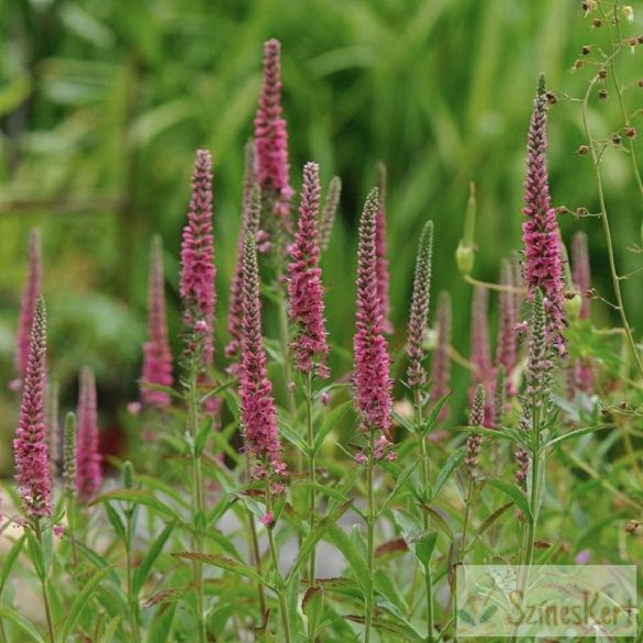 Veronica spicata 'Rotfuchs' - macskafarkú veronika