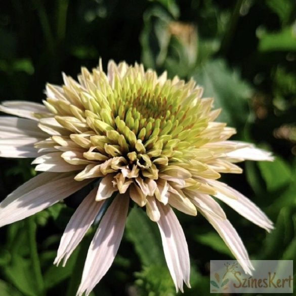 Echinacea purpurea 'Cherry Fluff' - halványrózsaszín kasvirág