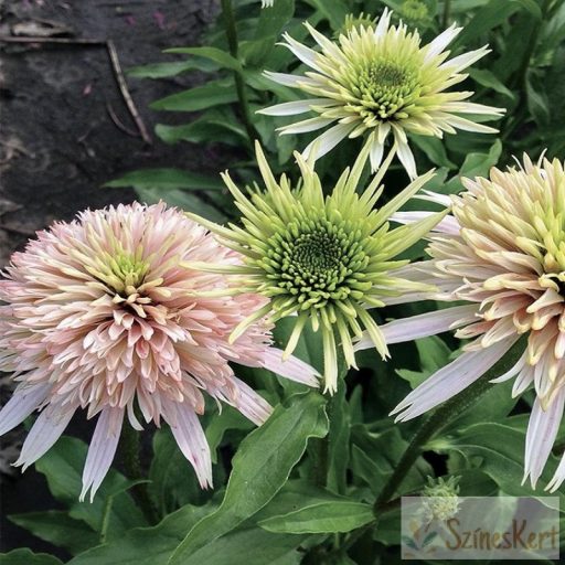 Echinacea purpurea 'Cherry Fluff' - halványrózsaszín kasvirág