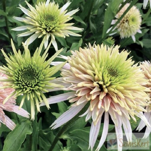 Echinacea purpurea 'Cherry Fluff' - halványrózsaszín kasvirág