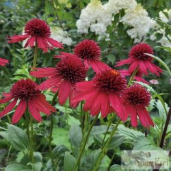 Echinacea 'Eccentric' - kasvirág