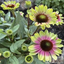   Echinacea 'Sweet Sandia' kasvirág -zöld-rózsaszín tarka kasvirág