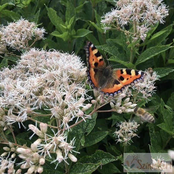 Eupatorium rugosum ‘Snowball’ - sédkender