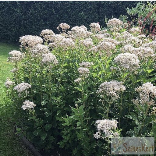 Eupatorium rugosum ‘Snowball’ - sédkender