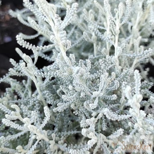 Santolina chamaecyparissus - hamvas cipruska