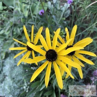 Rudbeckia missouriensis - missouri kúpvirág