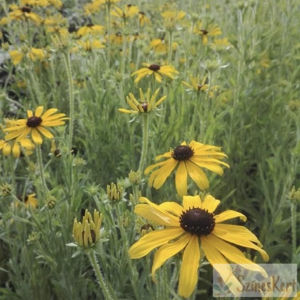 Rudbeckia missouriensis - missouri kúpvirág