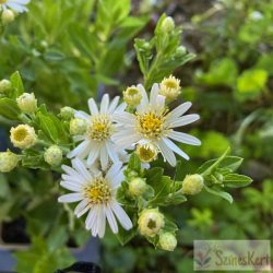   Aster ageratoides 'Starshine' - ázsiai őszirózsa