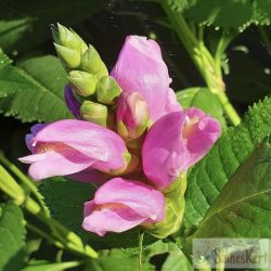 Chelone obliqua - csinos gerlefej