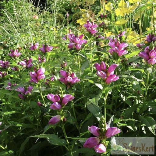 Chelone obliqua - csinos gerlefej