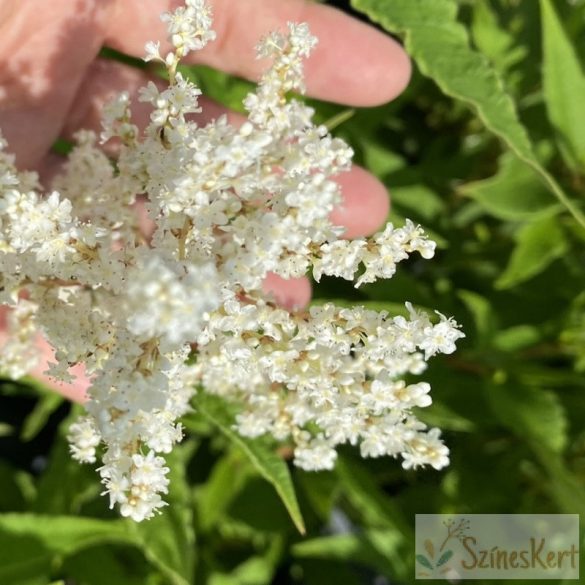 Persicaria polymorpha - keserűfű