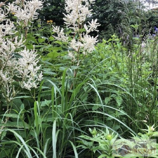 Persicaria polymorpha - keserűfű