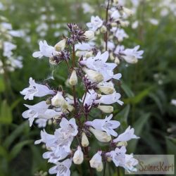   Penstemon digitalis ‘Husker Red’ – bíborlevelű bugatölcsér