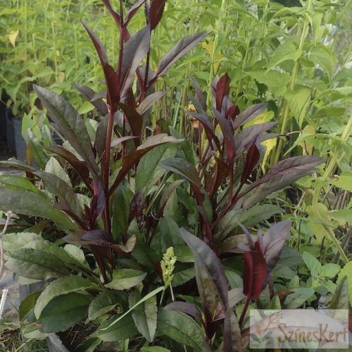 Penstemon digitalis ‘Husker Red’ – bíborlevelű bugatölcsér