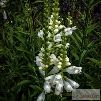   Physostegia virginiana 'Crystal Peak White' - füzérajak