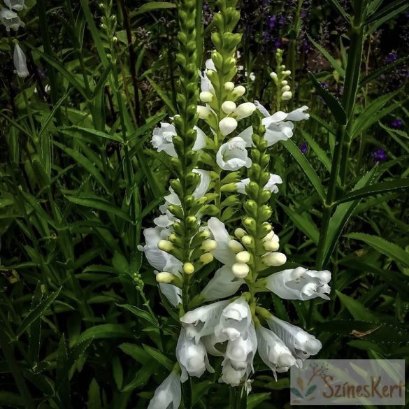 Physostegia virginiana 'Crystal Peak White' - füzérajak