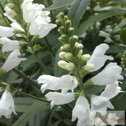 Physostegia virginiana 'Crystal Peak White' - füzérajak