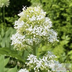 Centranthus ruber 'Albus' - sarkantyúvirág