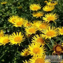 Inula ensifolia - kardlevelű peremizs