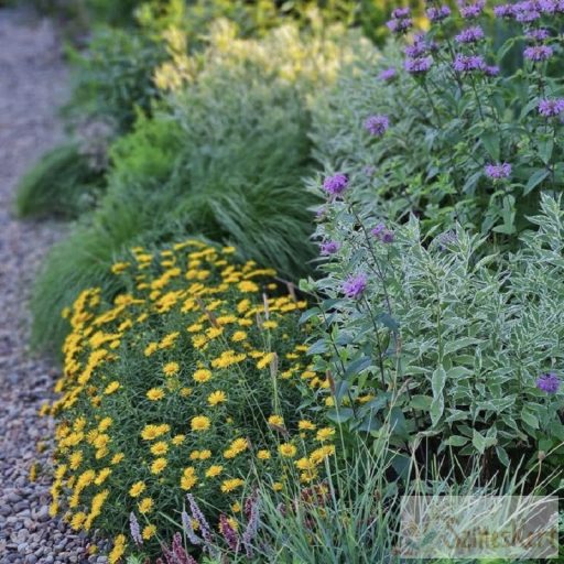 Inula ensifolia - kardlevelű peremizs