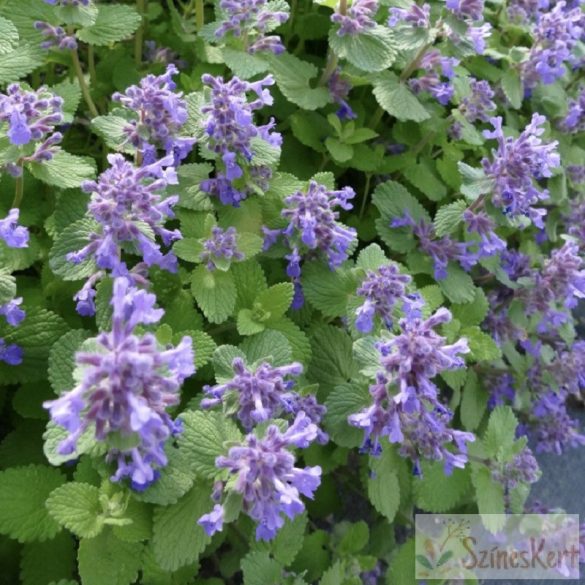 Nepeta racemosa 'Odeur Citron' - kaukázusi macskamenta