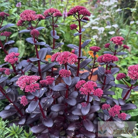 Sedum telephium 