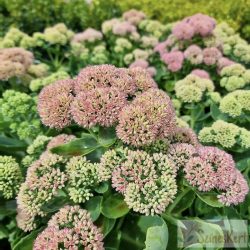 Sedum 'Autumn Joy' - varjúháj