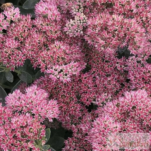 Sedum 'Autumn Joy' - varjúháj